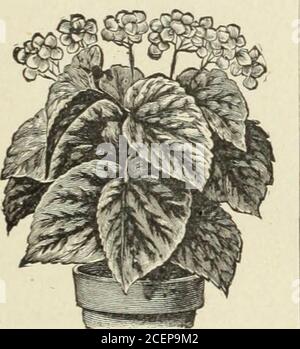 . Semi, bulbi, piante. rairie Queen. Sette Sorelle. ROSE AD ALBERO. Le rose dell'albero sono circa 4 a 5 piedi di altezza, quindi possono onlybe spedite con espresso. Nell'ordinataquesti per favore indica che colore youresire. In espresso, ogni 50c; 3 per si.40. Non prepagato. PLANT DEPARTMKNT 7) scelta piante da interno e da letto piante di questa voce possono essere fornite punta a circa 1 giugno Abutilons bel fogliame e piante da fiore per la casa o il giardino. Costantbloomers. Arthur Belsham. Fiori rossi. Campane dorate. Miglior giallo.Infanta Eulalie. Soft satin pink.Souv. De Bonn. Arancio brillante; foglie itsgreen bordate white.each, 1 Foto Stock