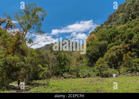 Foresta tropicale di nubi nel Parco Nazionale del Vulcano Baru, Panama Foto Stock