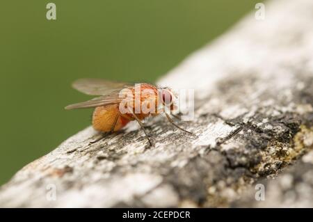 Una mosca di Muscidae o Casa, Phaonia pallida, riposante su un palo di recinto di legno. Foto Stock