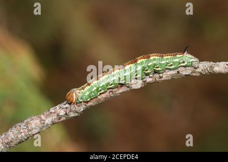 Un bel falco-falco di pino, Sphinx pinastri, camminando lungo un ramoscello di un pino. Foto Stock