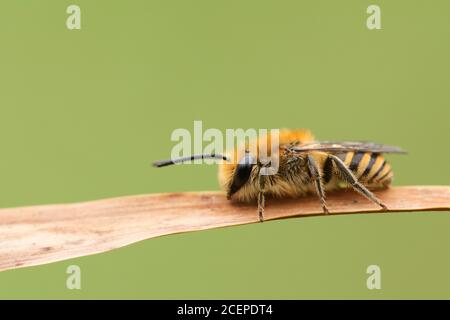 Una bella Ivy Bee, Colletes hederae, arrostendo su una canna. Foto Stock