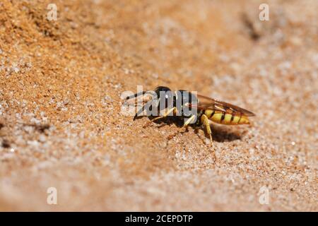 Un bel Wasp del lupo dell'ape, triangulum di Philanthus, scavando un buco nella sabbia. Foto Stock