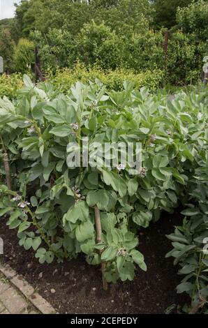 Pianta di fagioli larghi organici coltivata in casa 'Masterpiece Green Longpod' (Vicia faba) che cresce su un'assegnazione in un giardino vegetale in Devon Rurale, Inghilterra, UK Foto Stock