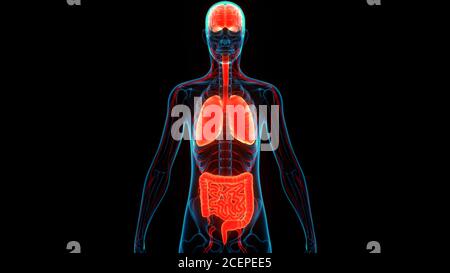 Human organi interni anatomia Foto Stock