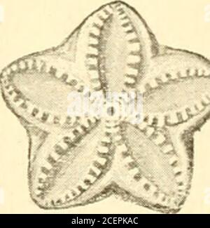 . Gli Annali e la rivista di storia naturale; zoologia, botanica e geologia. Foto Stock