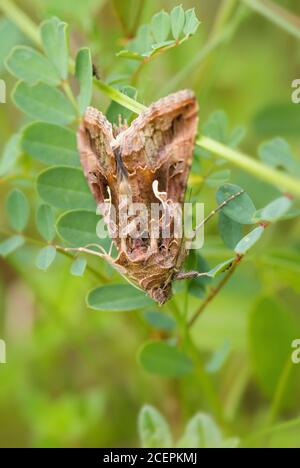 Silver Y Moth - Autograpa gamma, speciale falena nascosta da prati e praterie europee, Zlin, Repubblica Ceca. Foto Stock