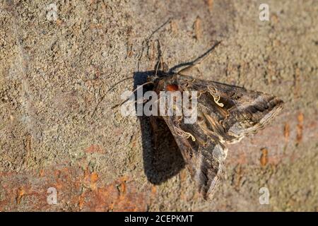 Silver Y Moth - Autograpa gamma, speciale falena nascosta da prati e praterie europee, Zlin, Repubblica Ceca. Foto Stock