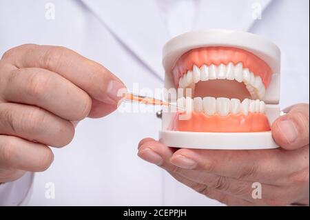 Un dentista che tiene un modello del dente e una spazzola interdentale. Foto Stock