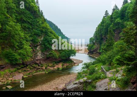 Punto fiume Wolfe passando attraverso una gola boscosa, verso la baia di Fundy. Estuario del fiume a bassa marea. Parco nazionale di Fundy, New Brunswick, Canada. Foto Stock