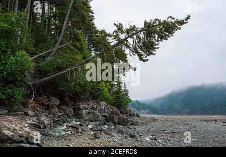 Albero di abete rosso pendente sulle rive rocciose dell'estuario del fiume Point Wolfe, a bassa marea, sotto un cielo foggoso. Parco nazionale di Fundy, New Brunswick, Canada Foto Stock