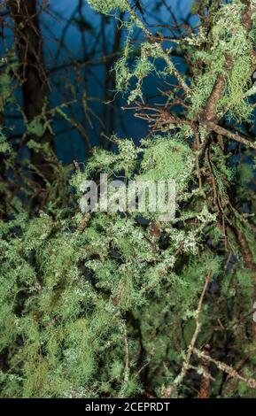 Ramoscelli con licheni: Lichene di barba (Usnea hirta) e oakmoss (Evernia prunastri). Shiphaven Trail, Fundy National Park, New Brunswick, Canada. Foto Stock