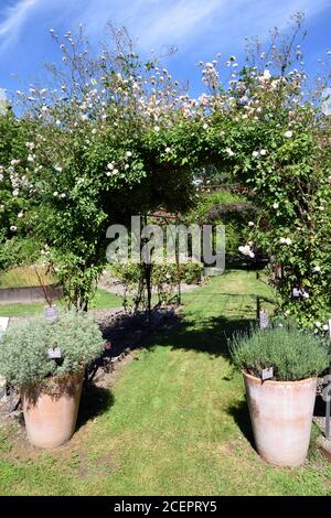 Arrampicata Rosa Cécile Brunner aka Mlle Cécile Brunner, Sweetheart Rose, Malteser Rose o Mignon, Rosa Pergola, Arbour o Arbor & Terracotta Pot Foto Stock