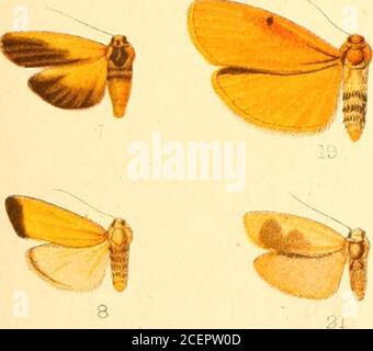 . Catalogo della Lepidoptera Phalænæ nel museo britannico. -^-.^. ^ Foto Stock