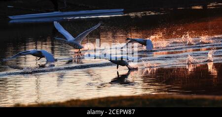 Christchurch, Regno Unito. 2 settembre 2020. Una famiglia di cigni all'alba sul fiume Stour a Christchurch in Dorset . Credit: Richard Crease/Alamy Live News Foto Stock