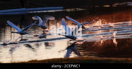 Christchurch, Regno Unito. 2 settembre 2020. Una famiglia di cigni all'alba sul fiume Stour a Christchurch in Dorset . Credit: Richard Crease/Alamy Live News Foto Stock