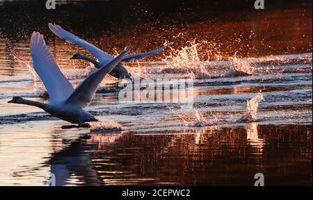 Christchurch, Regno Unito. 2 settembre 2020. Una famiglia di cigni all'alba sul fiume Stour a Christchurch in Dorset . Credit: Richard Crease/Alamy Live News Foto Stock