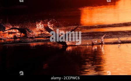 Christchurch, Regno Unito. 2 settembre 2020. Una famiglia di cigni all'alba sul fiume Stour a Christchurch in Dorset . Credit: Richard Crease/Alamy Live News Foto Stock