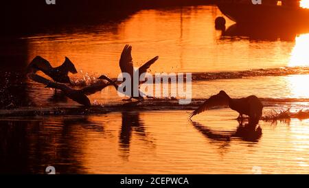 Christchurch, Regno Unito. 2 settembre 2020. Una famiglia di cigni all'alba sul fiume Stour a Christchurch in Dorset . Credit: Richard Crease/Alamy Live News Foto Stock