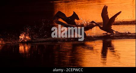 Christchurch, Regno Unito. 2 settembre 2020. Una famiglia di cigni all'alba sul fiume Stour a Christchurch in Dorset . Credit: Richard Crease/Alamy Live News Foto Stock