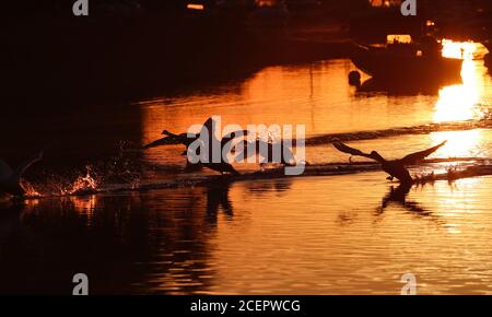 Christchurch, Regno Unito. 2 settembre 2020. Una famiglia di cigni all'alba sul fiume Stour a Christchurch in Dorset . Credit: Richard Crease/Alamy Live News Foto Stock