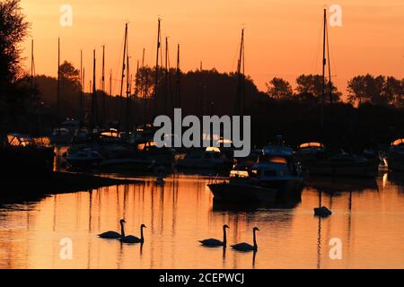 Christchurch, Regno Unito. 2 settembre 2020. Una famiglia di cigni all'alba sul fiume Stour a Christchurch in Dorset . Credit: Richard Crease/Alamy Live News Foto Stock