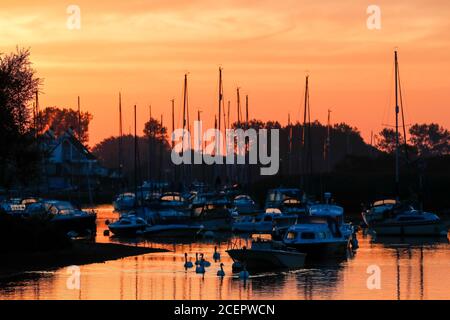 Christchurch, Regno Unito. 2 settembre 2020. Una famiglia di cigni all'alba sul fiume Stour a Christchurch in Dorset . Credit: Richard Crease/Alamy Live News Foto Stock