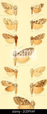 . Catalogo della Lepidoptera Phalænæ nel museo britannico. Foto Stock