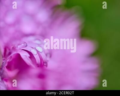 Gocce d'acqua su rosa piume, Dianthus plumaris. Foto Stock