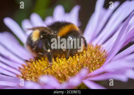 Bumblebee a coda di rombi, Bombus Terrestris, on Seaside Daisy, Erigeron glaucus Foto Stock
