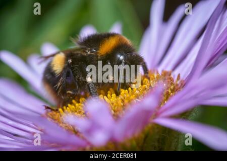 Bumblebee a coda di rombi, Bombus Terrestris, on Seaside Daisy, Erigeron glaucus Foto Stock