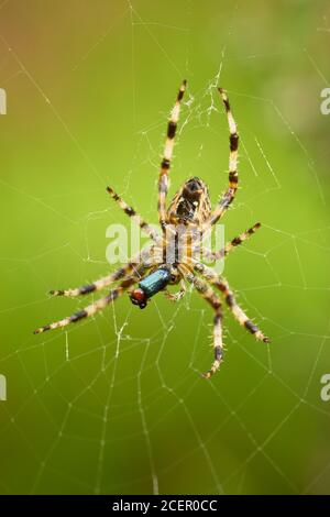 Garden Spider, Araneus diadematus, su web mangiare preda. Clackmannanshire, Scozia. Foto Stock