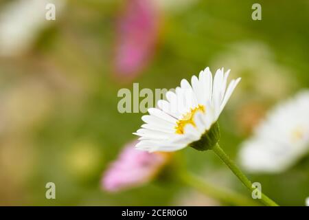 Fleabane messicane, Erigeron karvinskianus, giardino perenne fiore. Clackmannanshire, Scozia Foto Stock