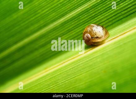 Piccola lumaca giardino su foglia verde. Clackmannanshire, Scozia. Foto Stock