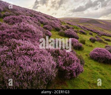Ling Heather, Calluna vulgaris, Lammermuir Hills, East Lothian, Scozia. Foto Stock