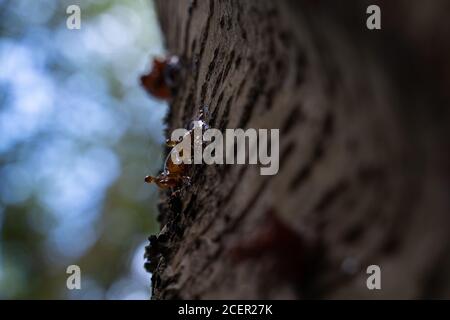 Colpo di primo piano di un tronco di albero che gocciola sap Foto Stock