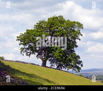 Faggio. Giugno 2020. Kendal Fell, Kendal, Cumbria, Inghilterra, Regno Unito, Europa. Foto Stock