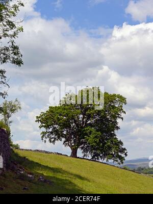 Faggio. Giugno 2020. Kendal Fell, Kendal, Cumbria, Inghilterra, Regno Unito, Europa. Foto Stock
