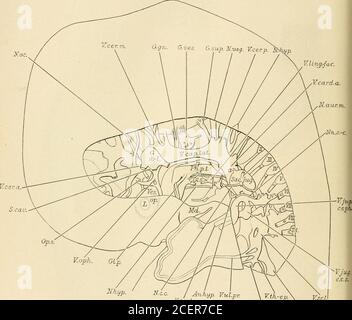 . La rivista americana di anatomia. Ricostruzione per mostrare l'atrio destro e il ventricolo del cuore; il sistema venoso del lato destro; e la vena ombelicale sinistra di un embrione umano 17.8 (H. E. C. 8.39). X 11,2 diam. 109 rujrfa c.vCard.a. aur.m. ?NN.s.-c. Vceph. V.card.c.s. VCard.p. 110 ANATOMIA DI UN U.X MM. IHMAN KM]5HYO F. W. THVXI; PIATTO Foto Stock