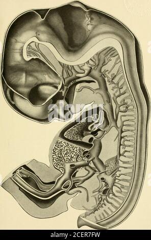 . La rivista americana di anatomia. GLS-r.d. A.mcs.s. 108 ANATOMIA DI UN 17.8 MM. EMBRIONE UMANO F. W. PIASTRA THYNG 4. Ricostruzione per mostrare l'atrio destro e il ventricolo del cuore; il sistema venoso del lato destro; e la vena ombelicale sinistra di un embrione umano 17.8 (H. E. C. 8.39). X 11,2 diam. 109 rujrfa c.vCard.a. aur.m. ?NN.s.-c. Foto Stock