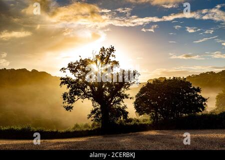 Dunsford, Parco Nazionale Dartmoor, Prato, Sunny, rugiada, nebbia, Regno Unito, Woodland, Avventura, Autunno, bellezza, bellezza nella natura, Blu, Cloudscape, condensazione, Foto Stock