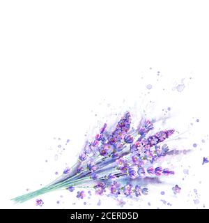 Bouquet di lavanda acquerello. Fiori di lavanda, piante e spruzzi di acquerello su sfondo bianco. Illustrazione botanica disegnata a mano di colore viola verde. FO Foto Stock