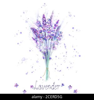 Bouquet di lavanda acquerello. Fiori di lavanda, piante, spruzzi d'acqua e scritte su sfondo bianco. Verde viola illus botanico disegnato a mano Foto Stock