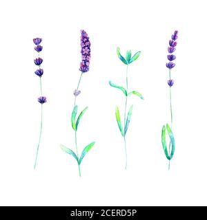 Fiori di lavanda, foglie piante viola verde acquerello insieme isolato su sfondo bianco. Acquerello disegno a mano illustrazione botanica. Per l'invitatio Foto Stock