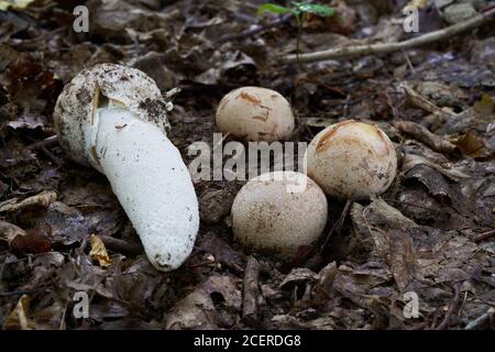 Fungo di funghi non commestibile Fallus impudicus nella foresta decidua. Noto come stinkhorn comune. Fungo gelatinoso nelle foglie, foto atlante. Foto Stock