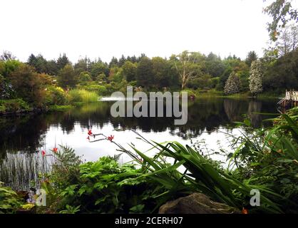 Glenwhan Gardens, & Arboretum, Dunragit, Stranraer, Scozia. Questo giardino di 12 acri scavato nella Moorland Scozzese attrae migliaia di persone ogni anno. Iniziati nel 1979, i giardini sono un'opera in corso con 17 acri di brughiera, paludi e paludi circostanti ancora non sviluppati. Foto Stock