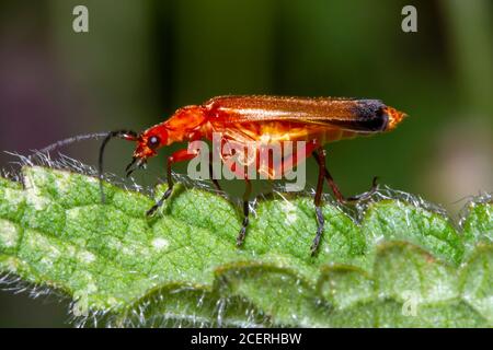 Comune rosso soldato Beetle (Rhagonycha fulva) Sussex giardino, Regno Unito Foto Stock