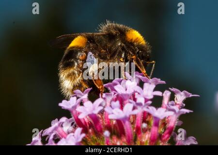 Bumblebee (Bombus terrestris) in coda, Sussex Garden, UK Foto Stock