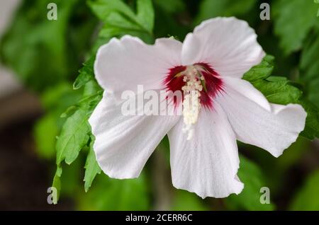 Hibiscus laevis, noto come rosmarino a foglia di Halberd, fiore perenne erbaceo con petali bianchi e rossi, Germania, Europa occidentale Foto Stock