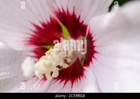 Hibiscus laevis, noto come rosmarino a foglia di Halberd, fiore perenne erbaceo con petali bianchi e rossi, Germania, Europa occidentale Foto Stock