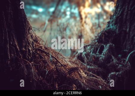 Radici di albero che sono emerse quando l'acqua è scesa dal lago all'alba. Foto Stock